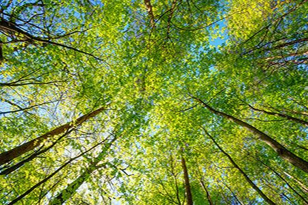 Decisive action needed to achieve net zero by 2050, as world is currently on path for 2.5°C – 3°C global warming, according to Wood Mackenzie